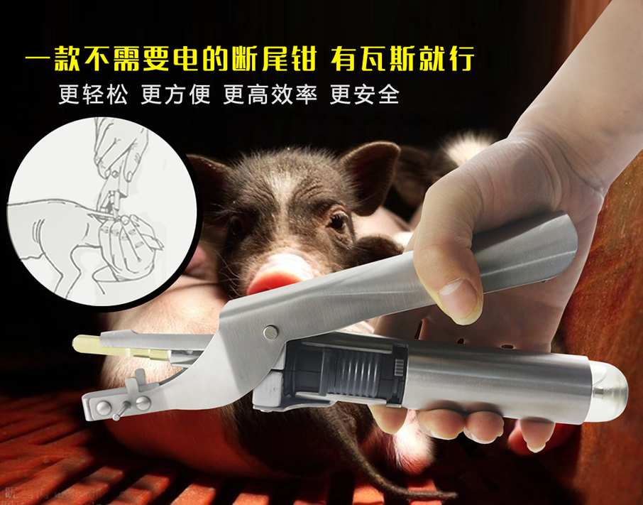 使用牧斯德瓦斯断尾钳给仔猪断尾